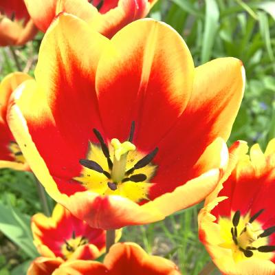 Tulipany Przed Domem